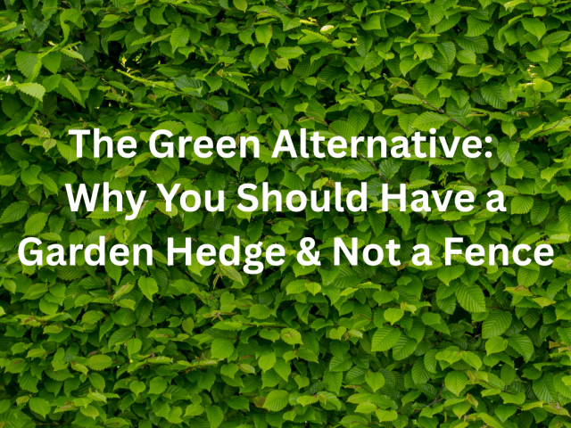 Why You Should Have a Hedge & Not a Fence