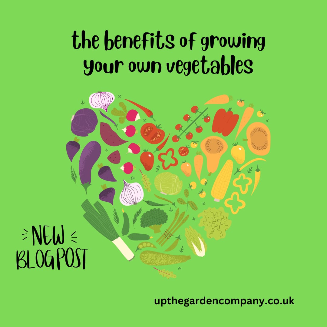 The Benefits of Growing your own vegetables