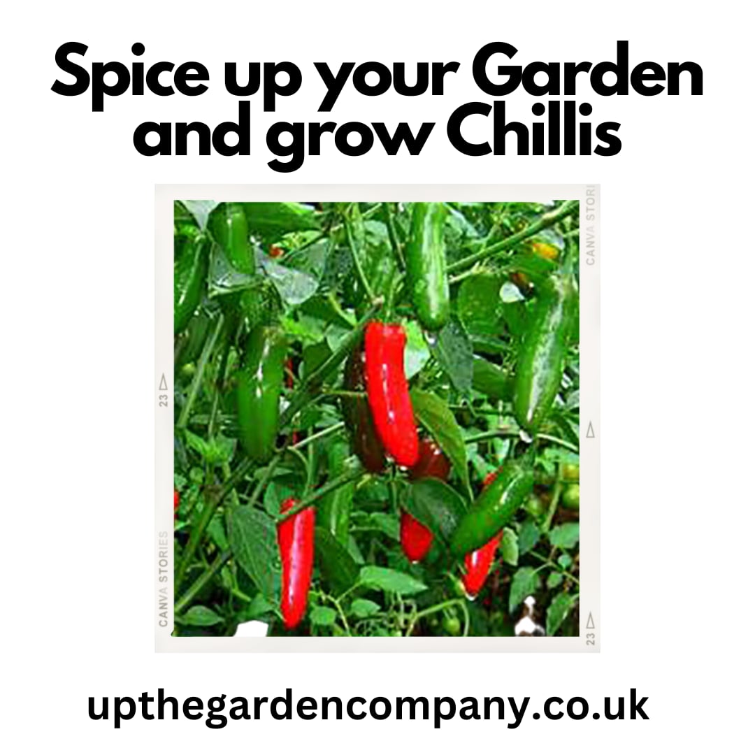Spice up your Garden and grow Chillies
