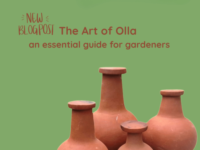 The Art of Olla: An Essential Guide for Gardeners