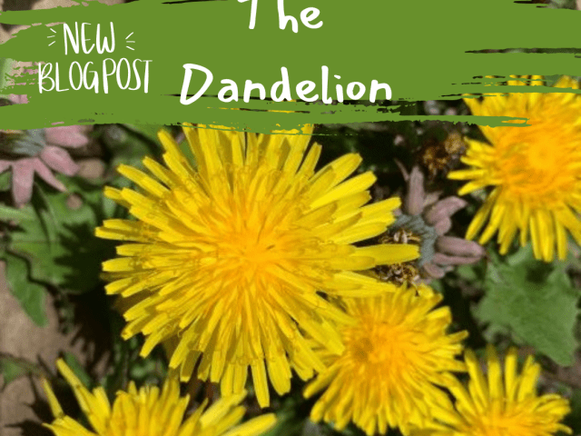 The Dandelion