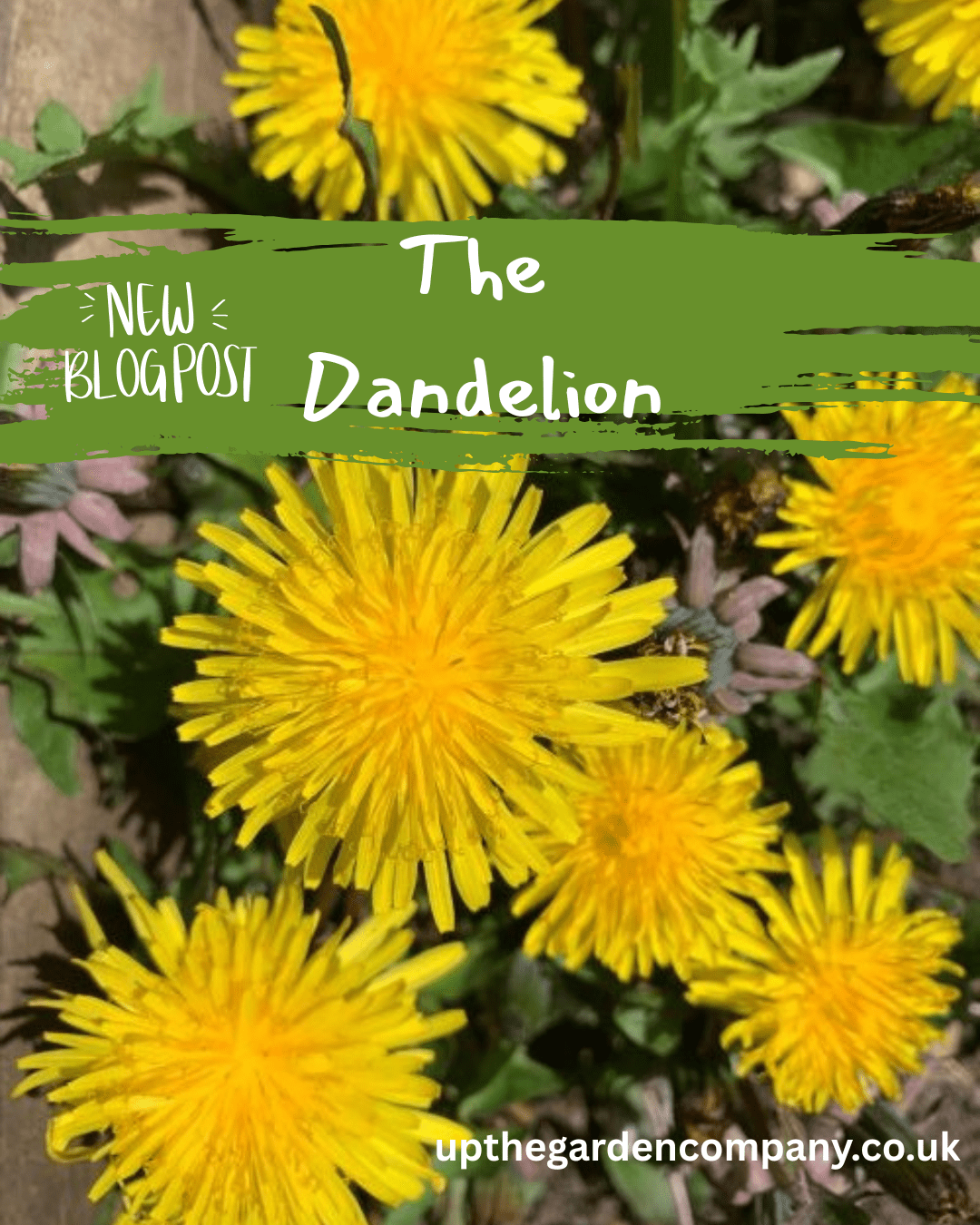 The Dandelion