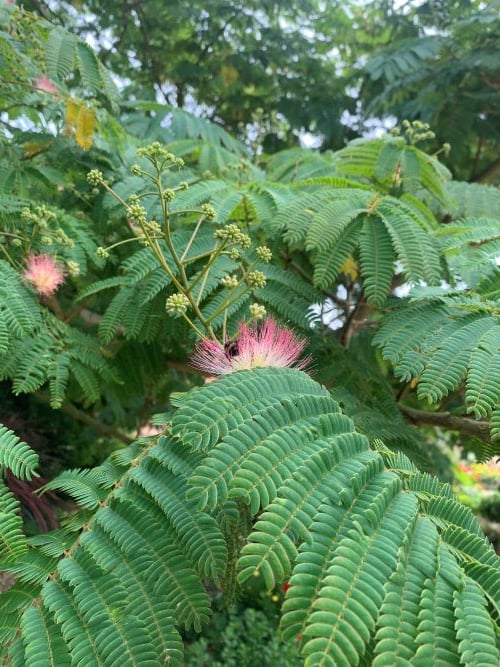 Albizia julibrissin: The Delightful Mimosa Tree