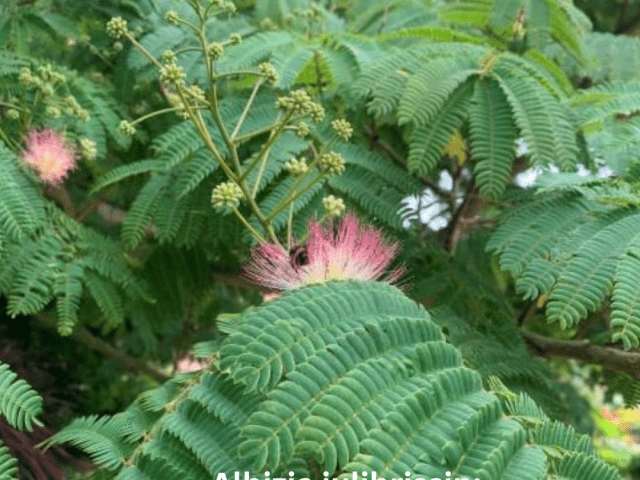Albizia julibrissin: The Delightful Mimosa Tree