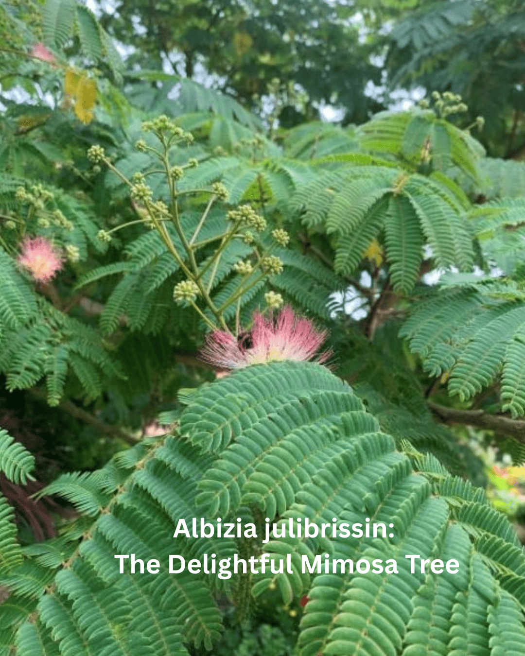 Albizia julibrissin: The Delightful Mimosa Tree