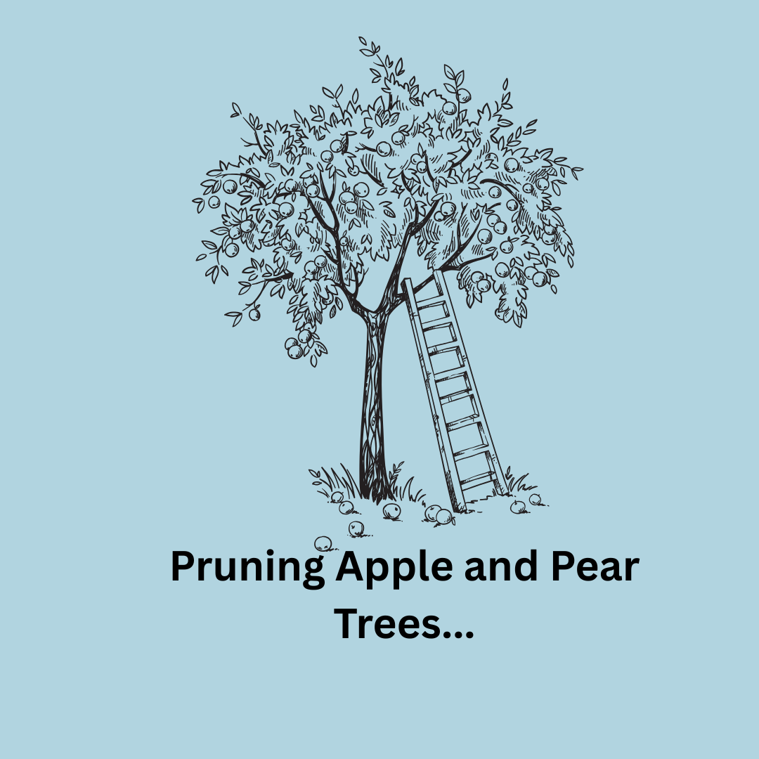 Pruning Apple and Pear Trees…