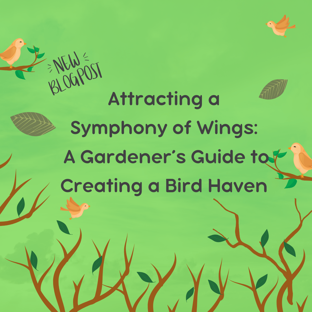 Attracting a Symphony of Wings: Creating a Bird Haven
