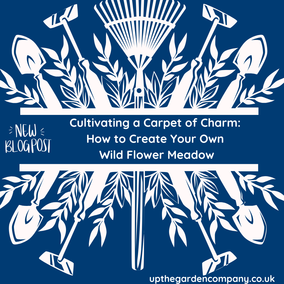 Cultivating a Carpet of Charm: How to Create Your Own Wild Flower Meadow