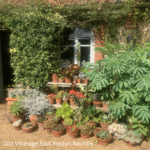 Exploring the Magnificent Gardens of East Ruston Old Vicarage in Norfolk