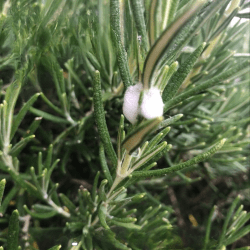 The Truth about Cuckoo Spit: Everything You Need to Know