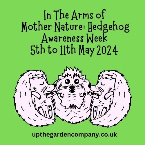 In The Arms of Mother Nature: Hedgehog Awareness Week 2024