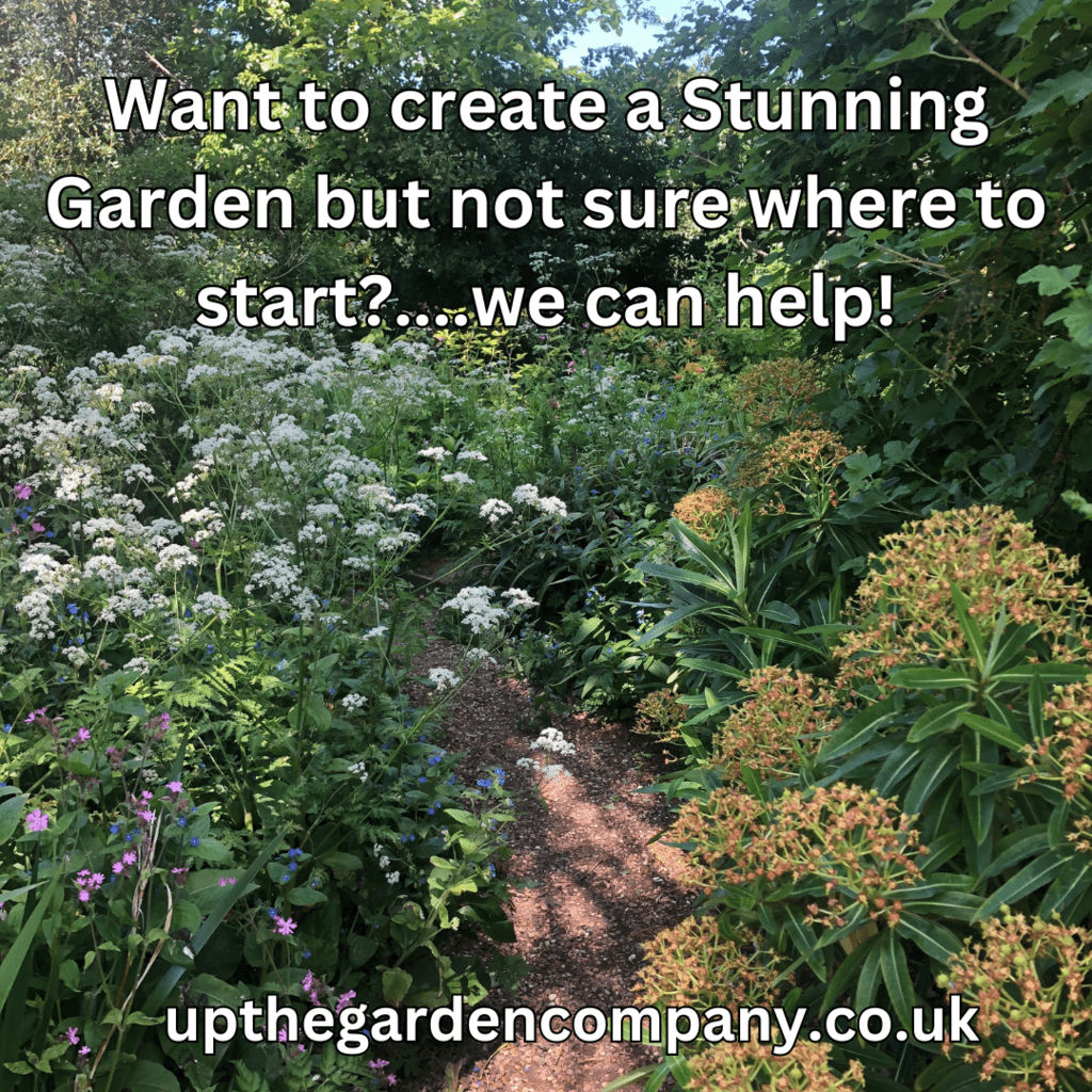 Want to create a Stunning Garden but not sure where to start? We Can help!
Our Garden Design Service.
Image: set against the background of a shrub border,
