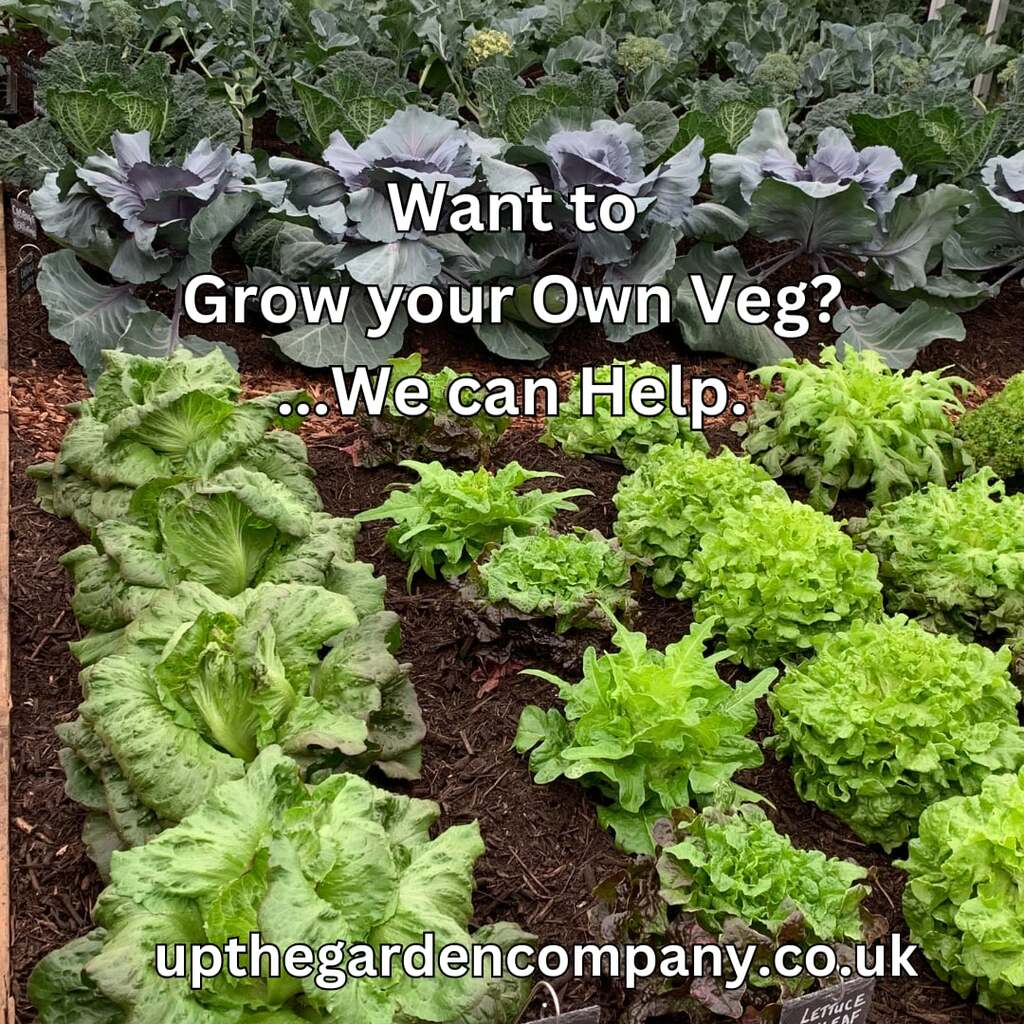 Want to Grow your own Veg?.....we can help!
upthegardencompany.co.uk
set against an images of a vegetable garden of lettuces, cabbages and kale.