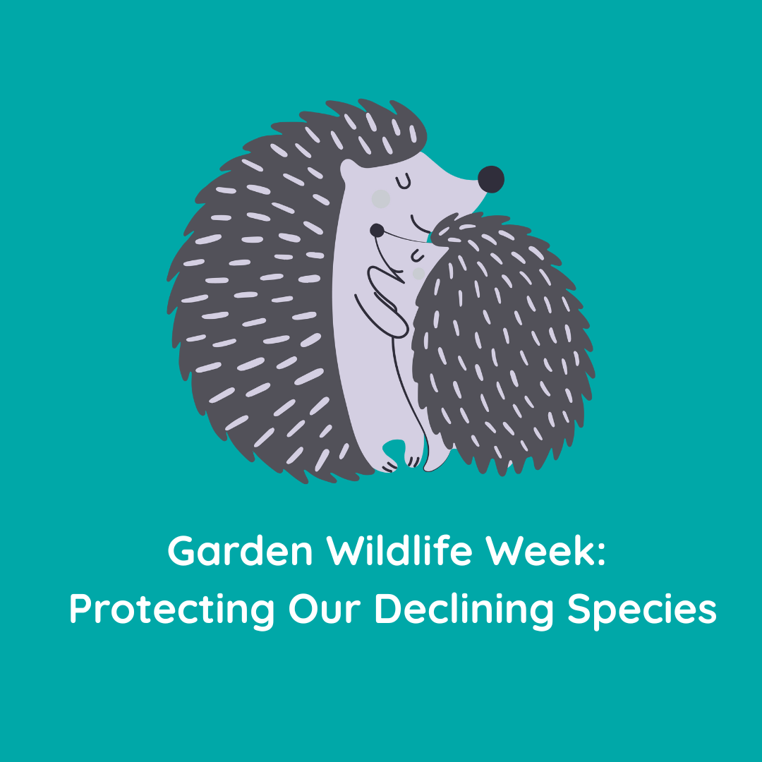 Garden Wildlife Week: Protecting Our Declining Species