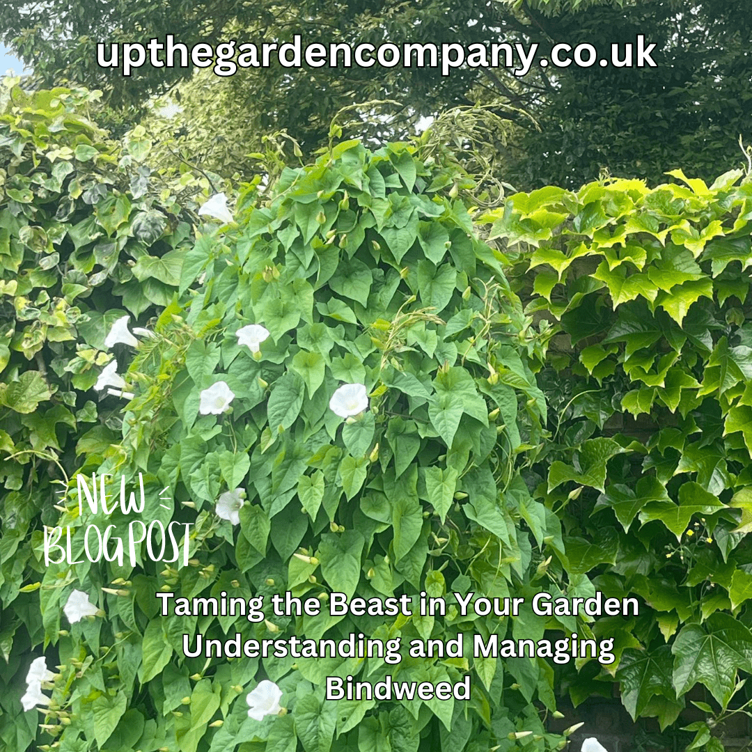 Bindweed