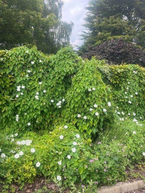 Bindweed - Convolvulus arvensis
