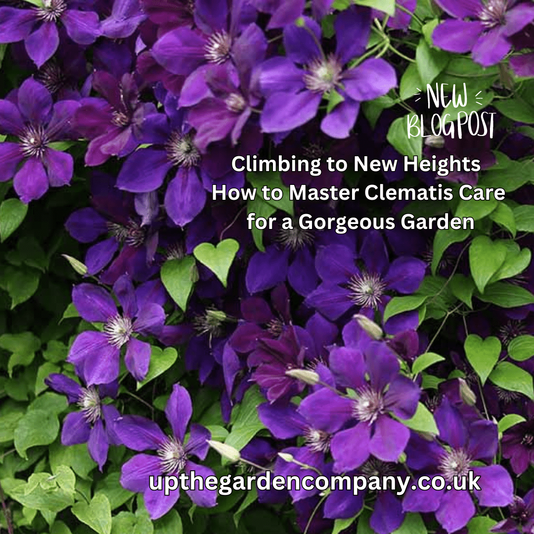 Climbing to New Heights: Clematis Care