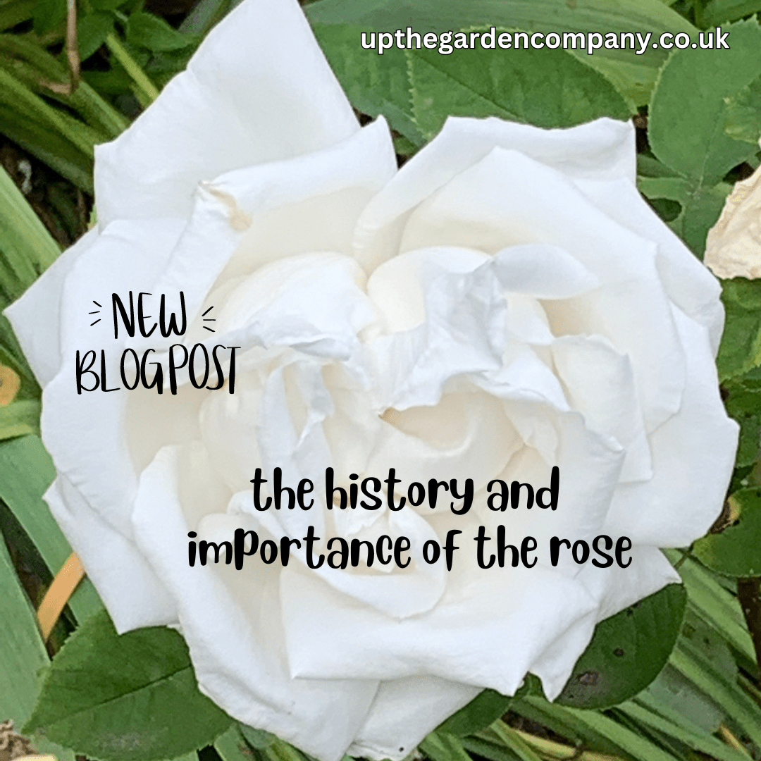 The History and Importance of the Rose