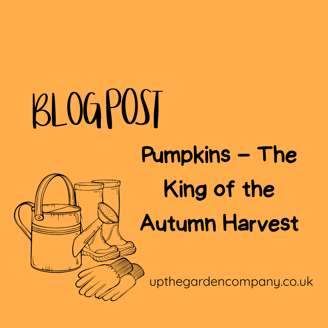 Benefits of Pumpkins: More Than Just Autumn Decor
