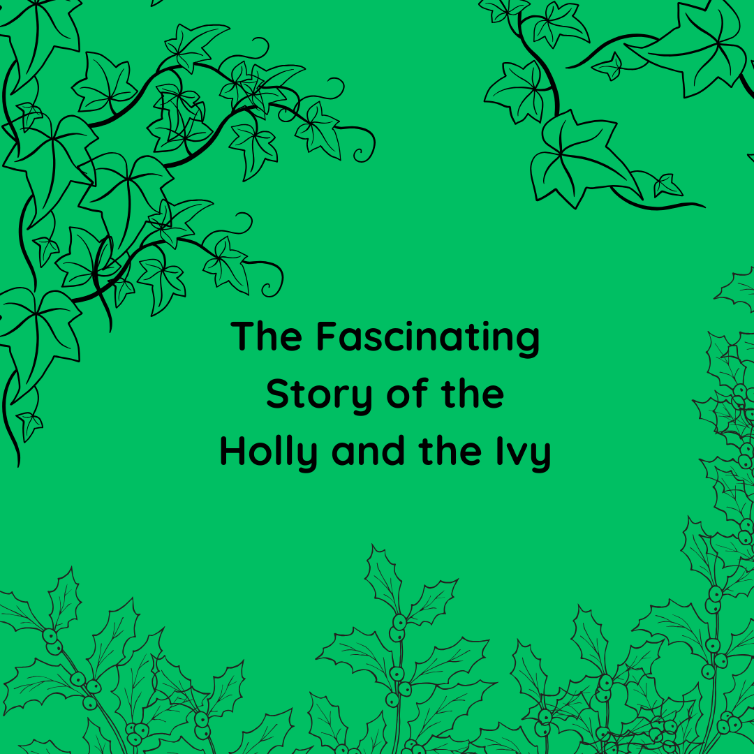 The Fascinating Story of the Holly and the Ivy
