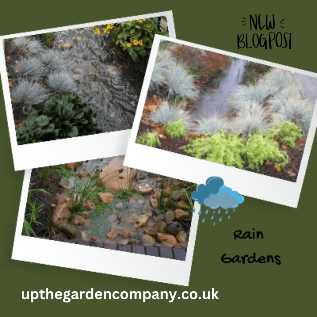 New Blog Post: 2025 Gardening Trends: Rain Gardens
Photos of Rain Gardens
