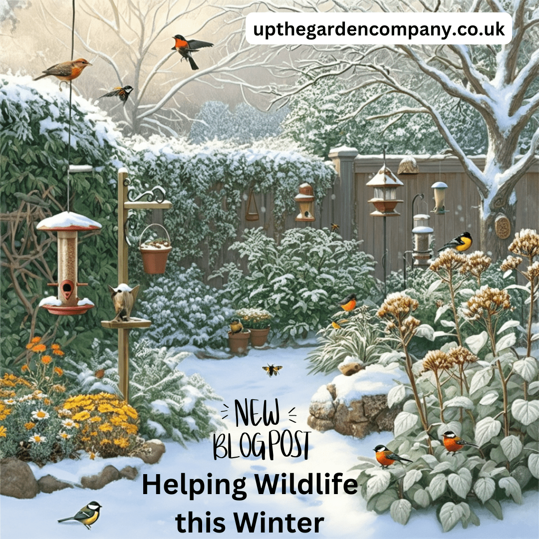 Helping Wildlife This Winter