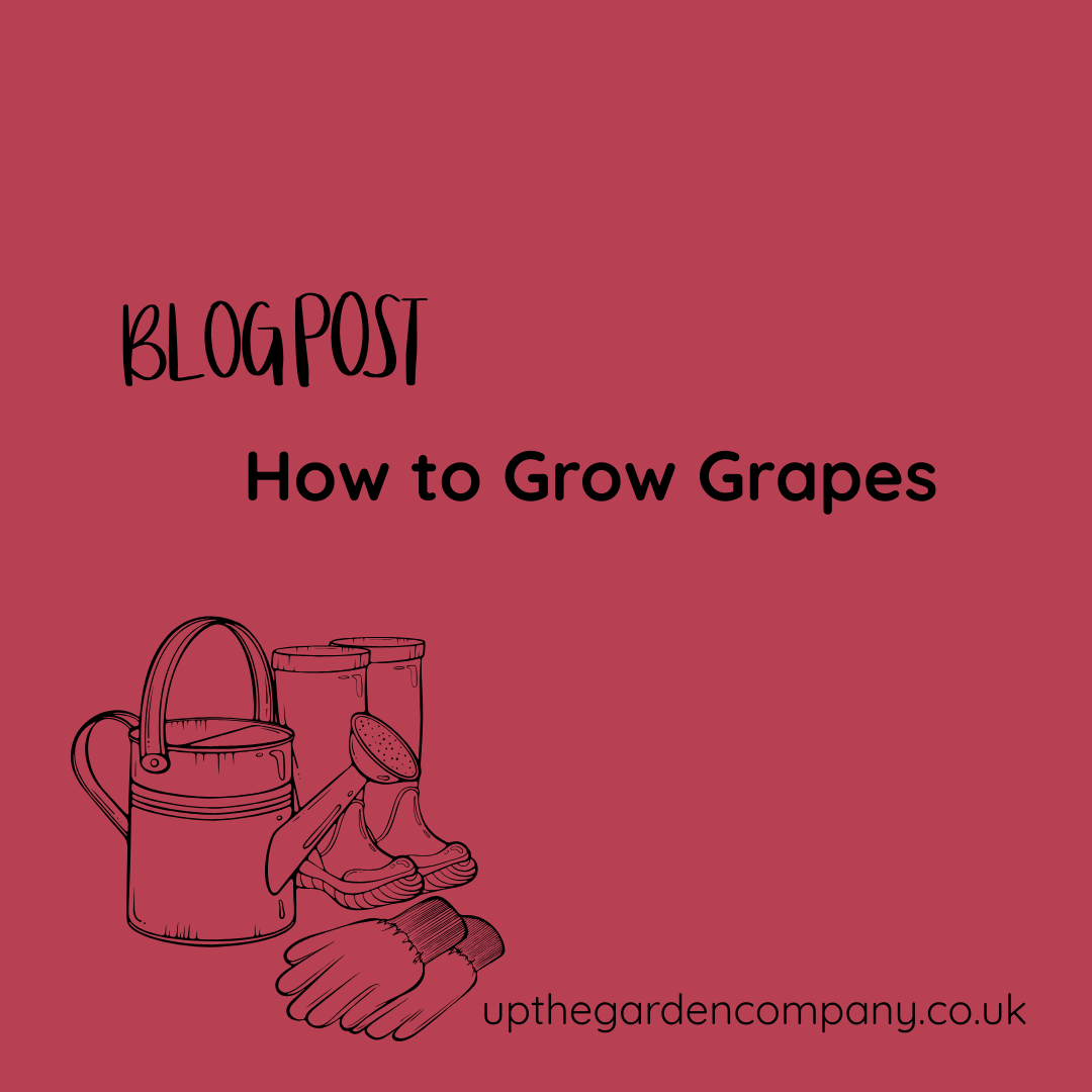 How to Grow Grapes in the UK