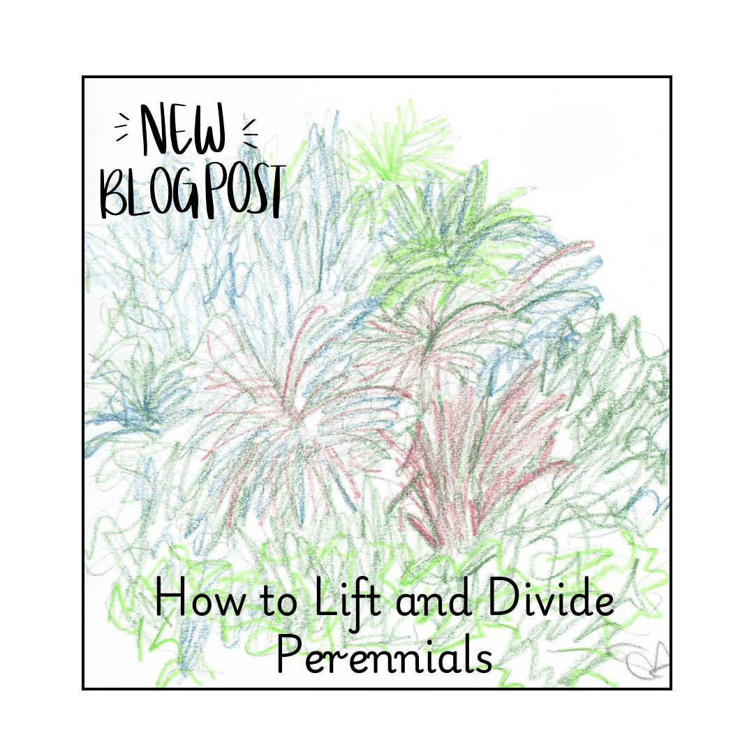 How to Lift and Divide Perennials