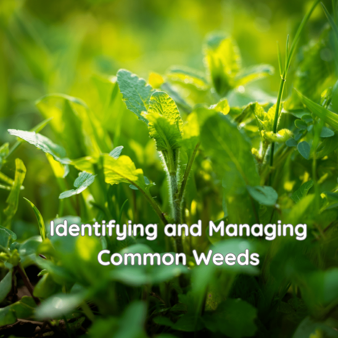 Identifying and Managing Common Weeds