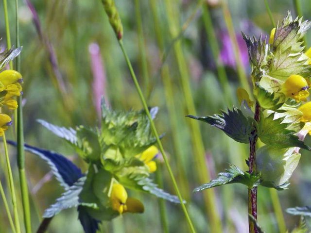 All About the Yellow Rattle Plant: A Gardener’s Guide to Native Wildflowers