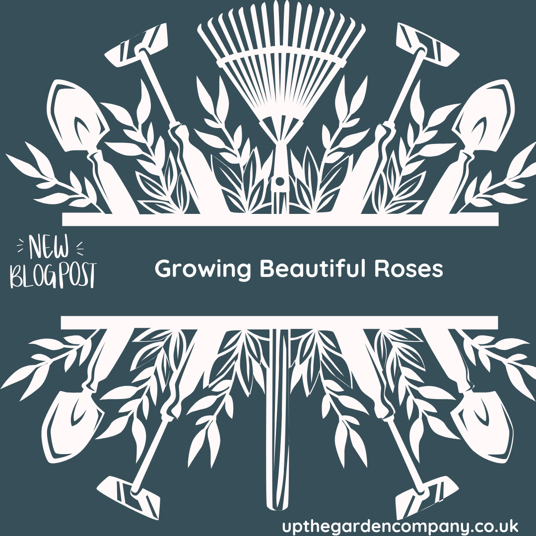 Growing Beautiful Roses