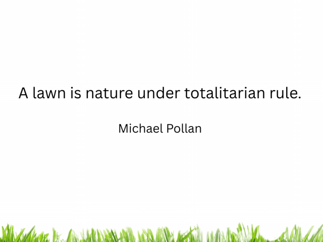 Why Should You Scarify Your Lawn?