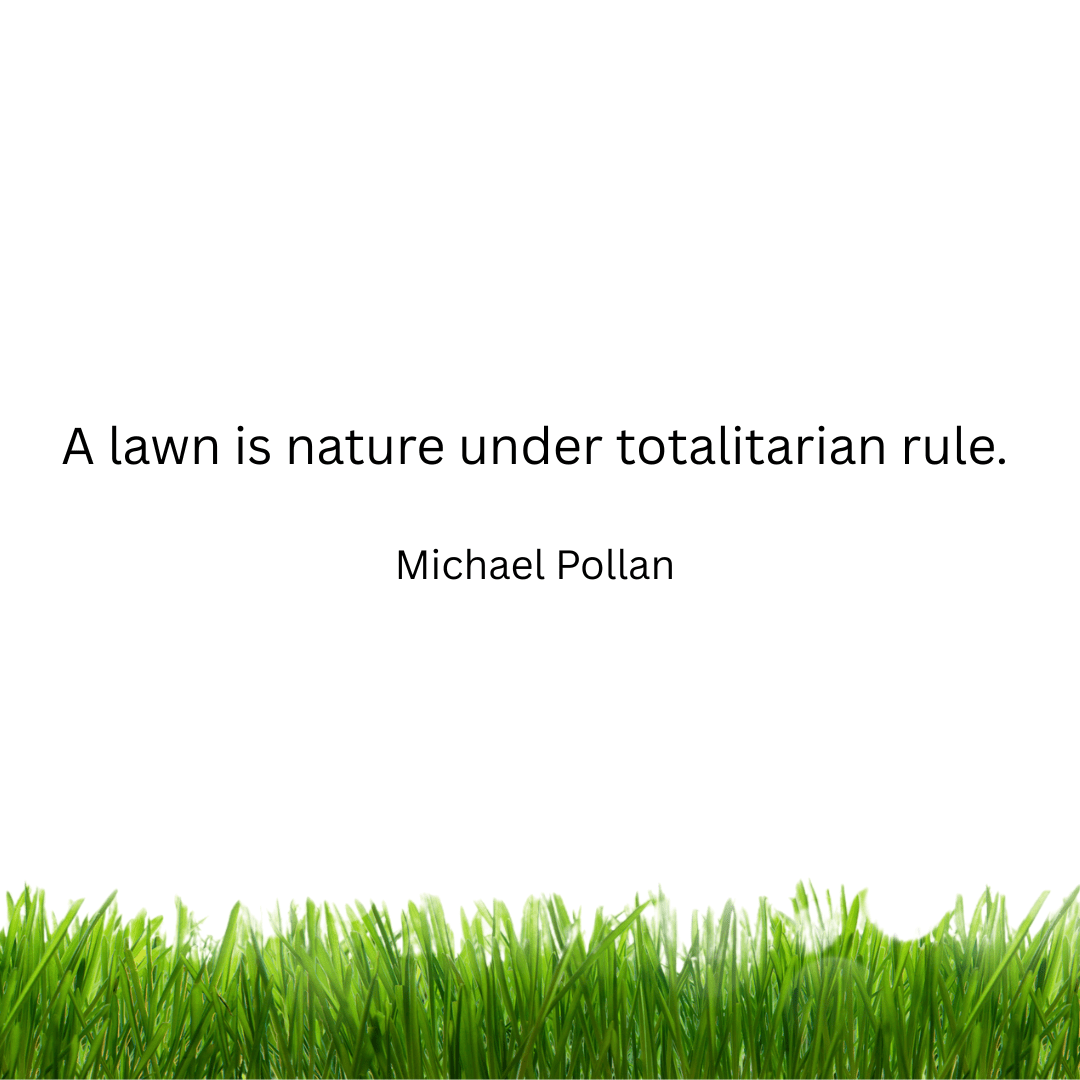 Why Should You Scarify Your Lawn?