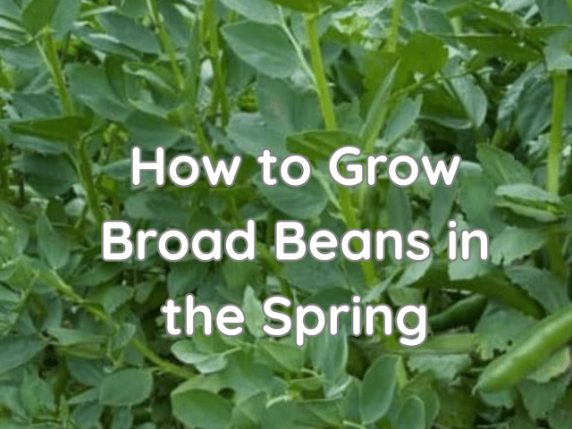 How to Grow Broad Beans in the Spring