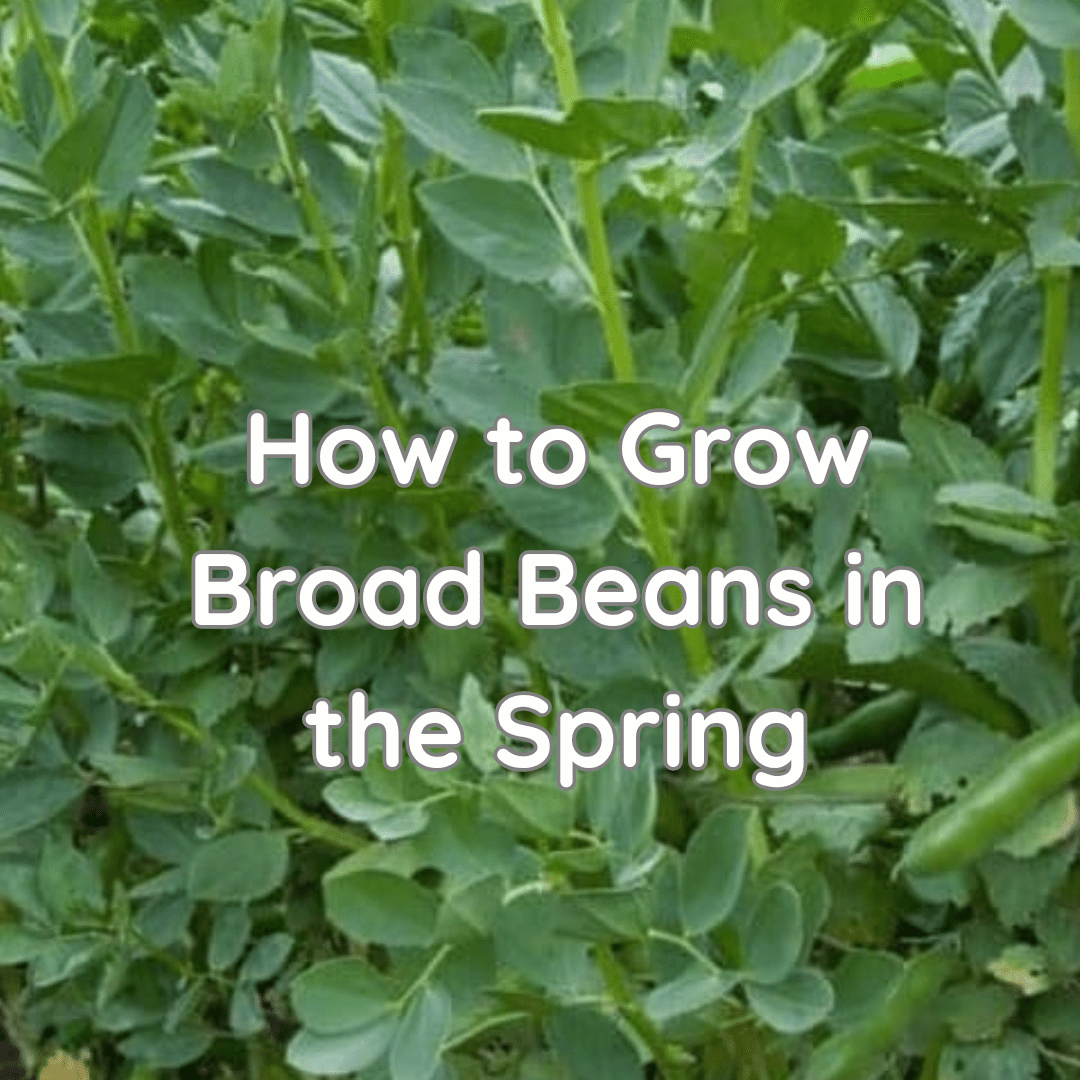 How to Grow Broad Beans in the Spring