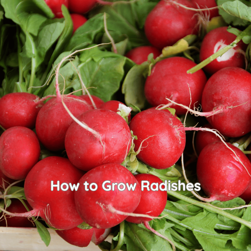 How to Grow Radishes
Image of radishes with leaves - freshly harvested.