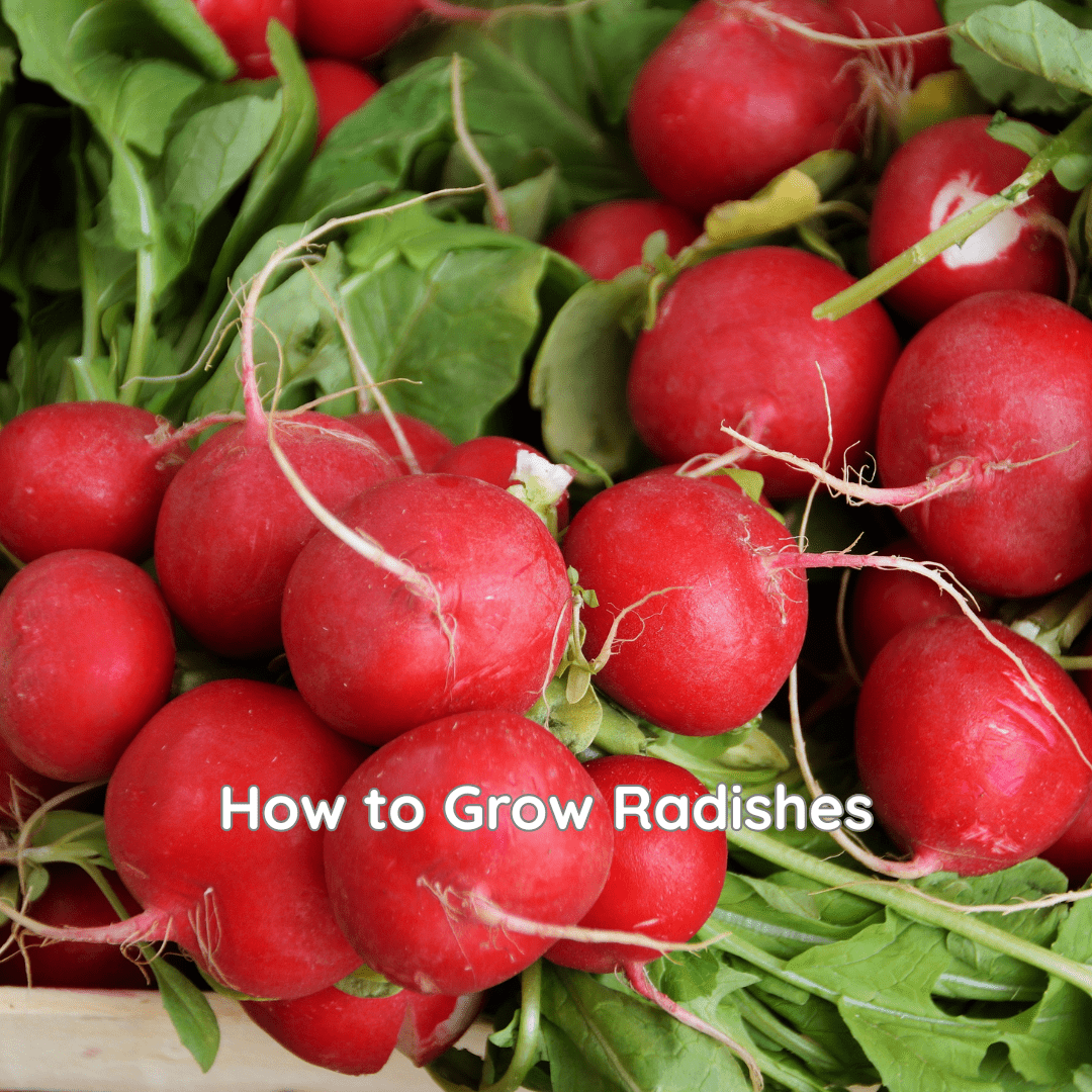 How to Grow Radishes