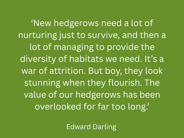 The Complete Guide to Planting and Caring for a Hedge