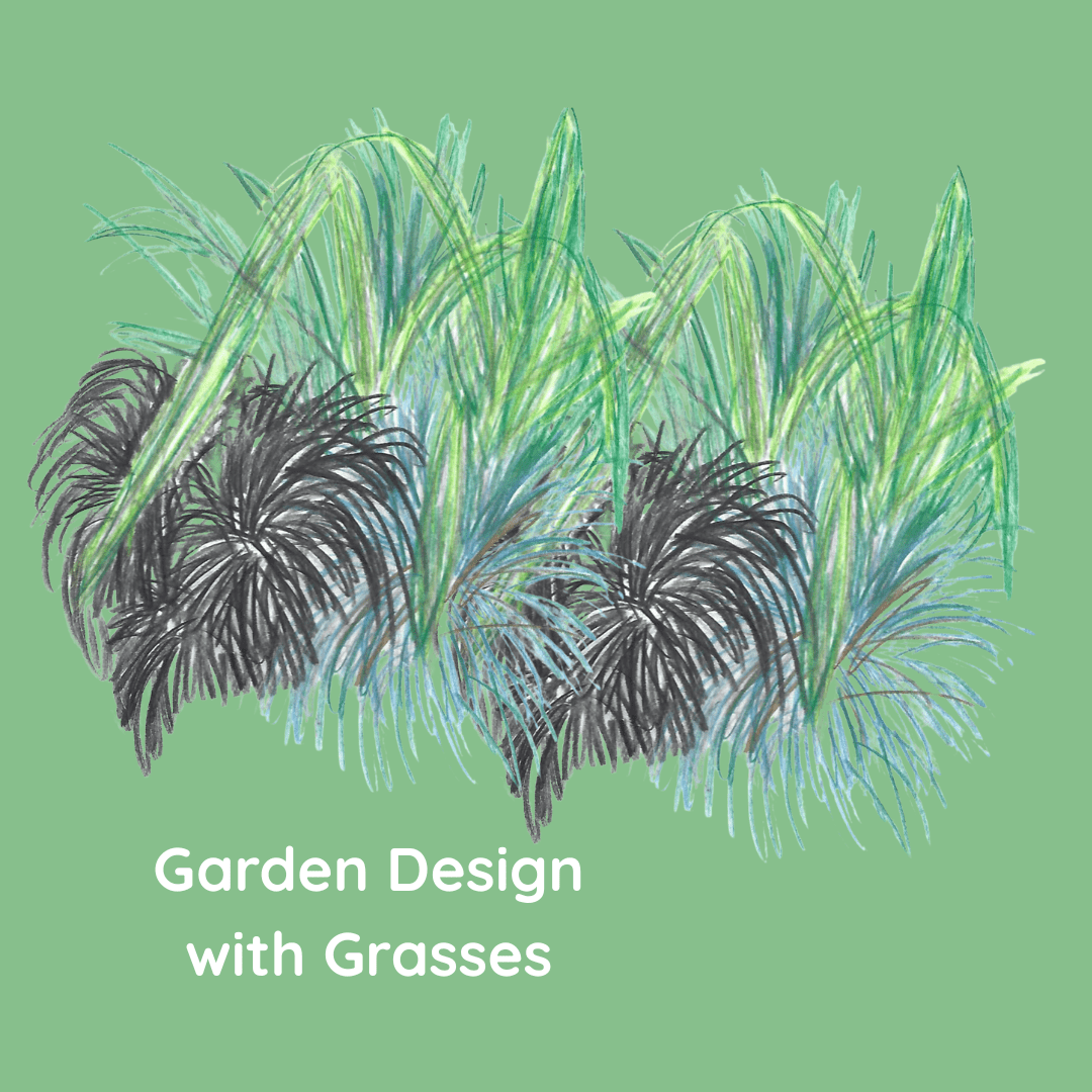 Sketched Garden Grasses Border in black, blues and greens. Garden Design with Grasses