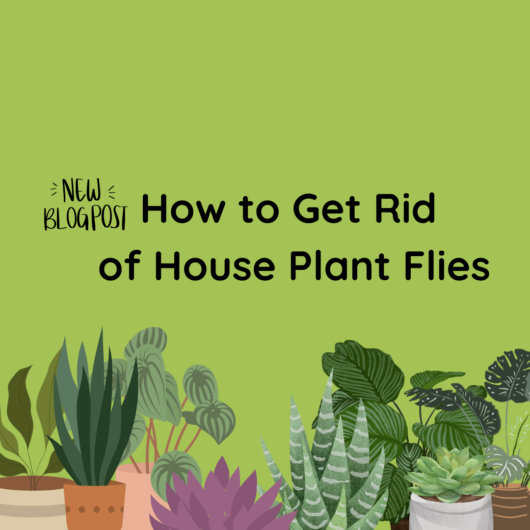 How to Get Rid of House Plant Flies