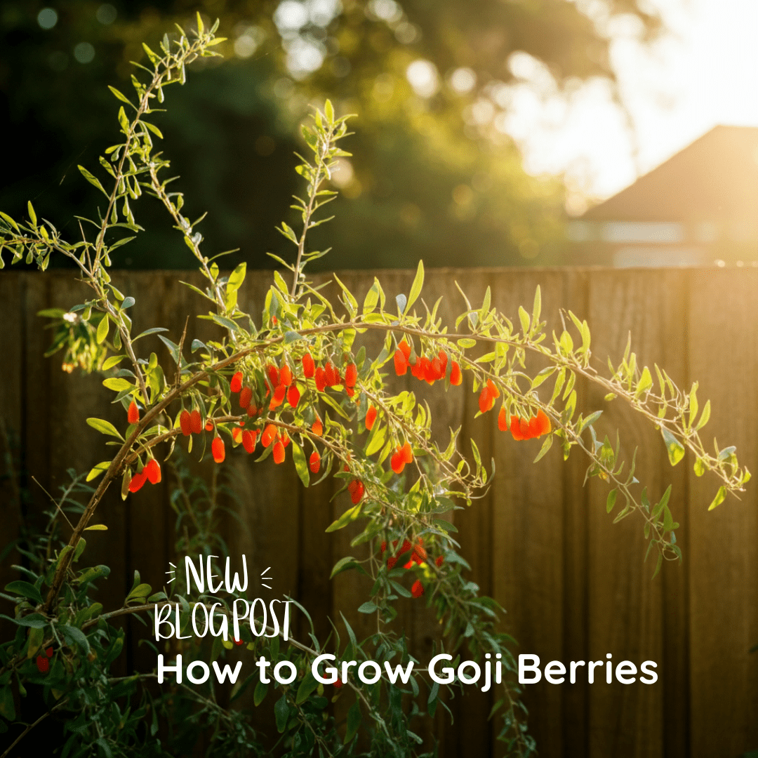 How to Grow Goji Berries