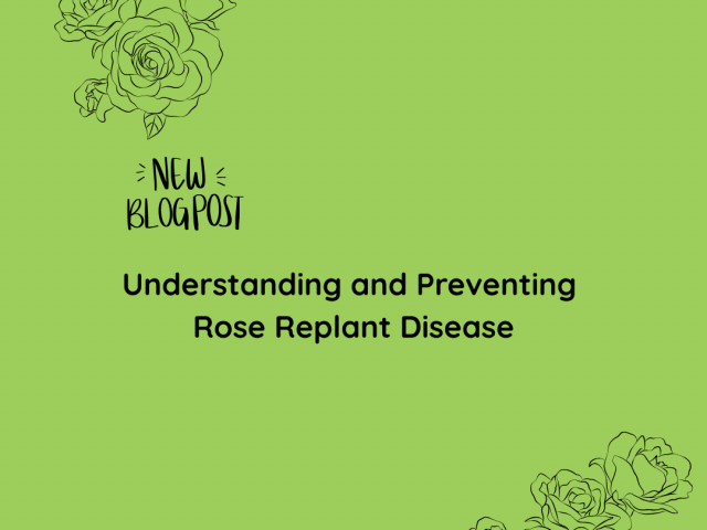 Understanding and Preventing Rose Replant Disease