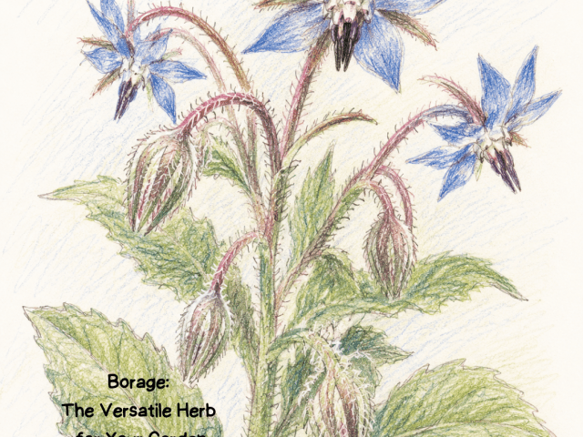 Borage: The Versatile Herb for Your Garden
