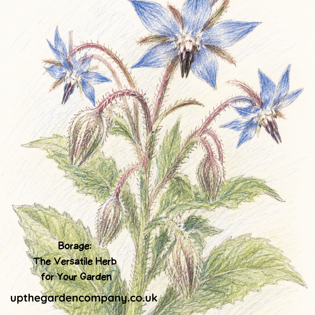 Coloured sketch of borage