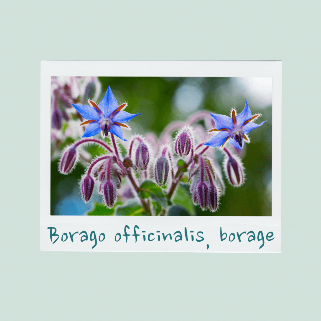 Borago officinalis, borage
Blue Star Flower Herb