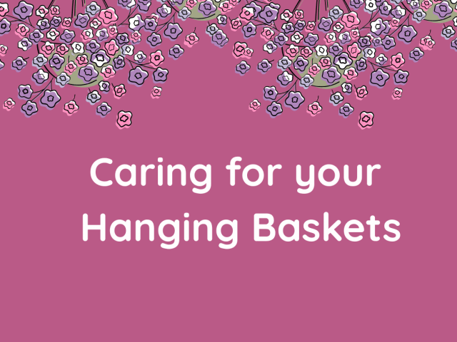 Caring for your Hanging Baskets