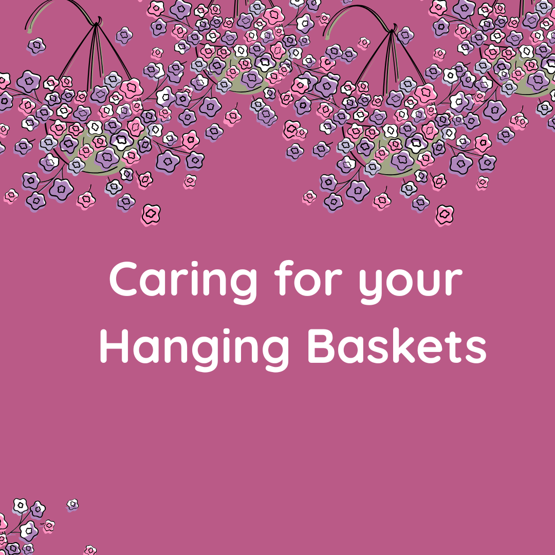 Caring for your Hanging Baskets Pinks Purples and lilac hanging baskets