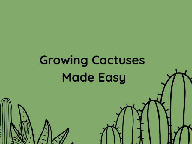 Growing Cactuses Made Easy