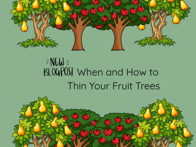 When and How to Thin Your Fruit Trees