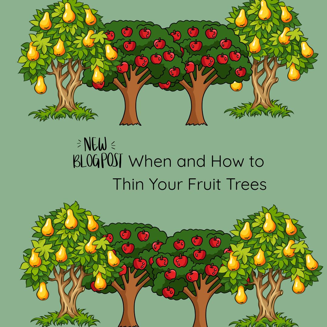 When and How to Thin Your Fruit Trees